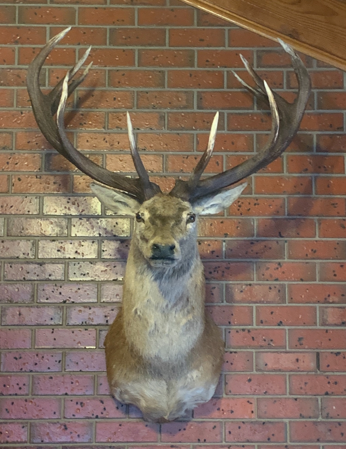 Wild Game Taxidermy