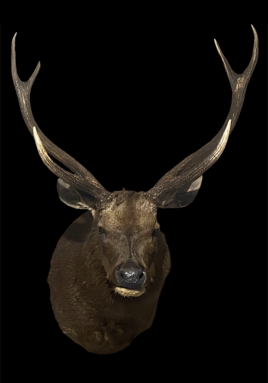 Sambar & Fallow Taxidermy